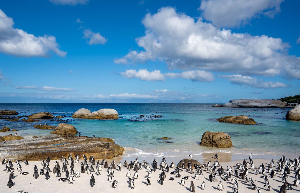 Only 5 Places on Earth Let You Walk Among Wild Penguins - This One's in Africa 2 Boulder Beach, South Africa