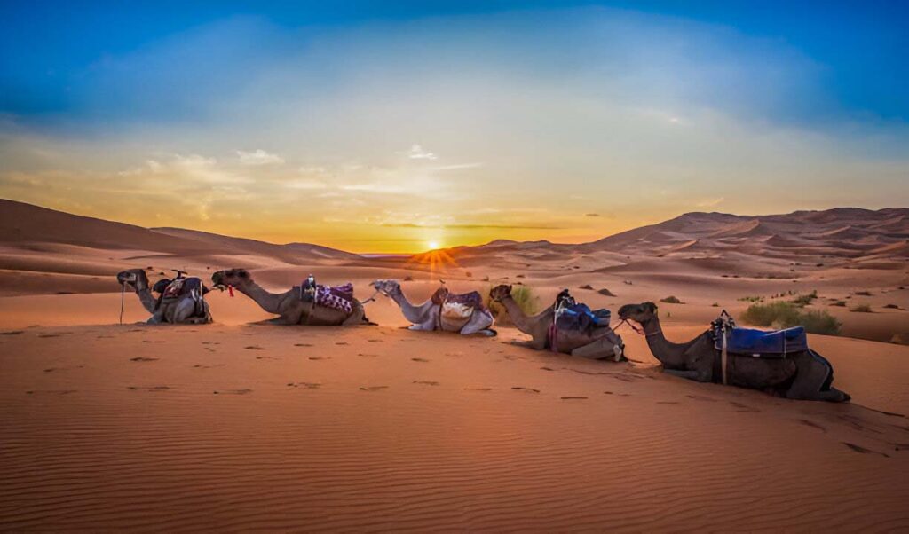 A Guide to African Cultural Celebrations: 8 Sacred Celebrations Across the Continent 29 Camel in the Dunes Morocco