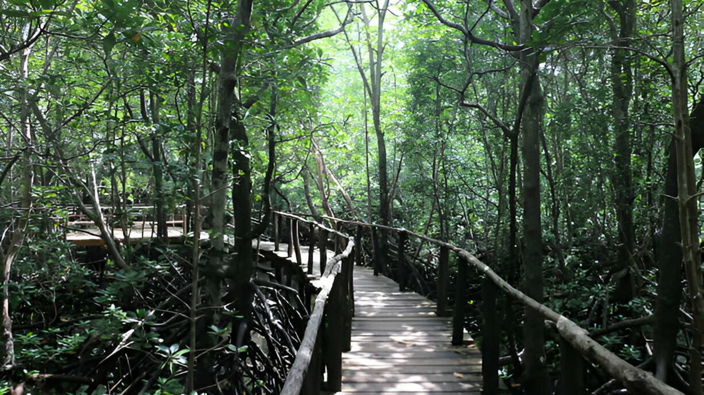 Jozani Chwaka Forest
