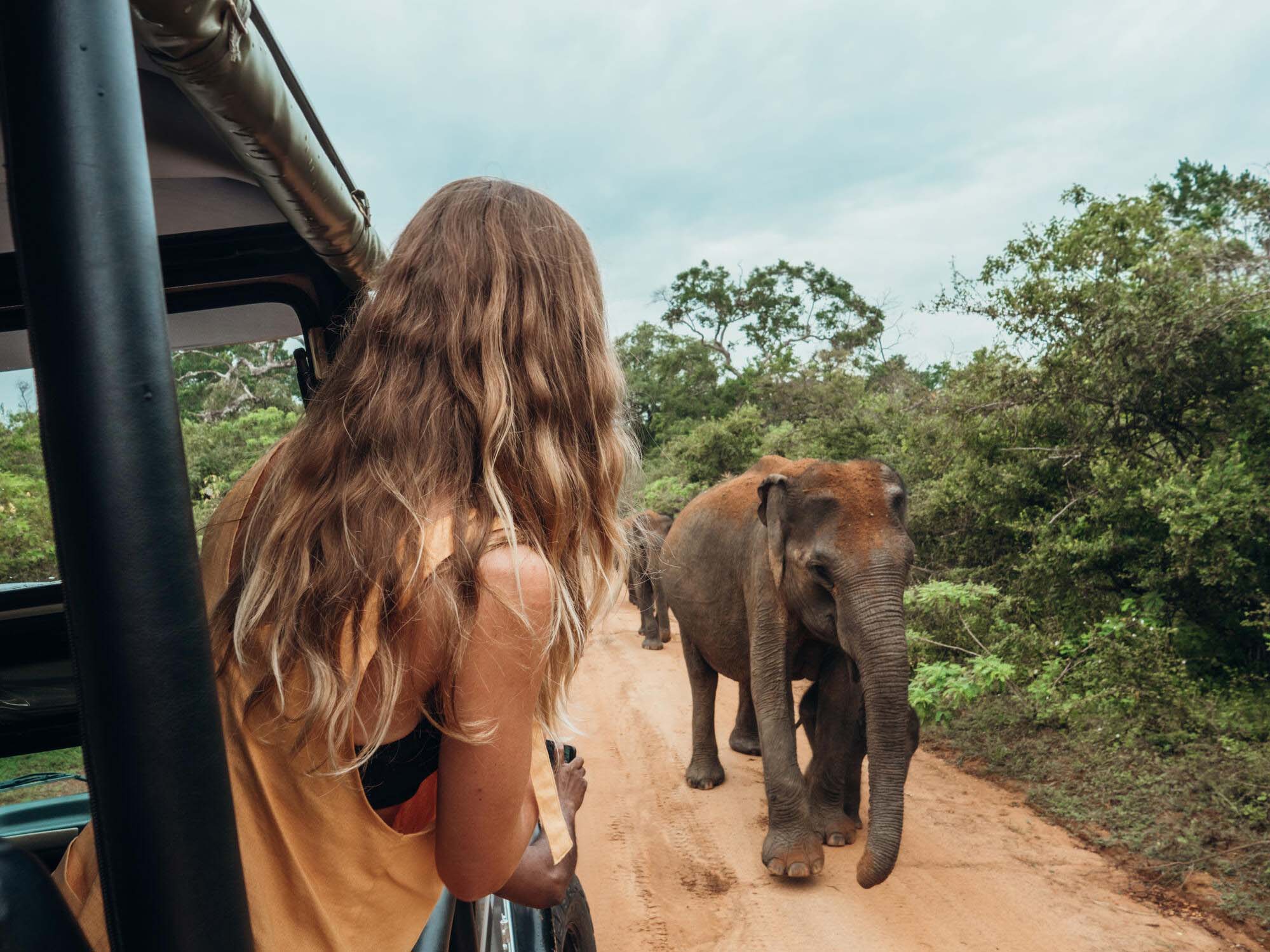 elephant upclose in a safari