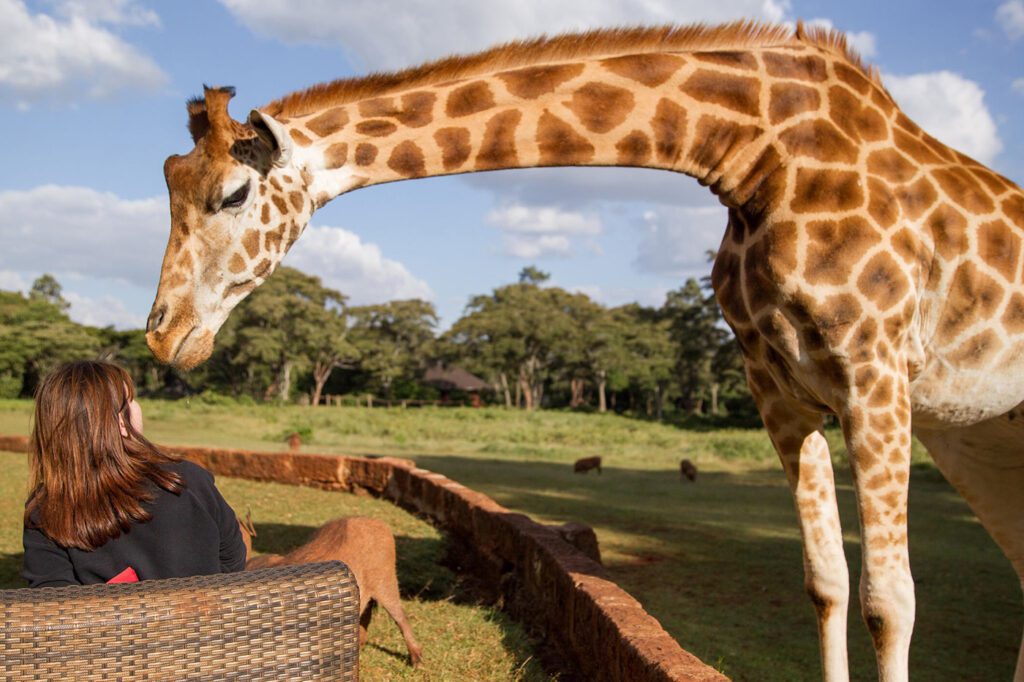 Breakfast with Giraffes Costs $1,200 - And There's a Year-Long Waitlist 3 giraffe manor