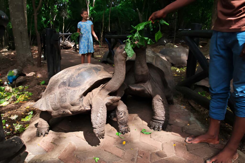 Zanzibar Solo Travel Guide: Everything You Need to Know (2025) 4 Turtle feeding in Prison island