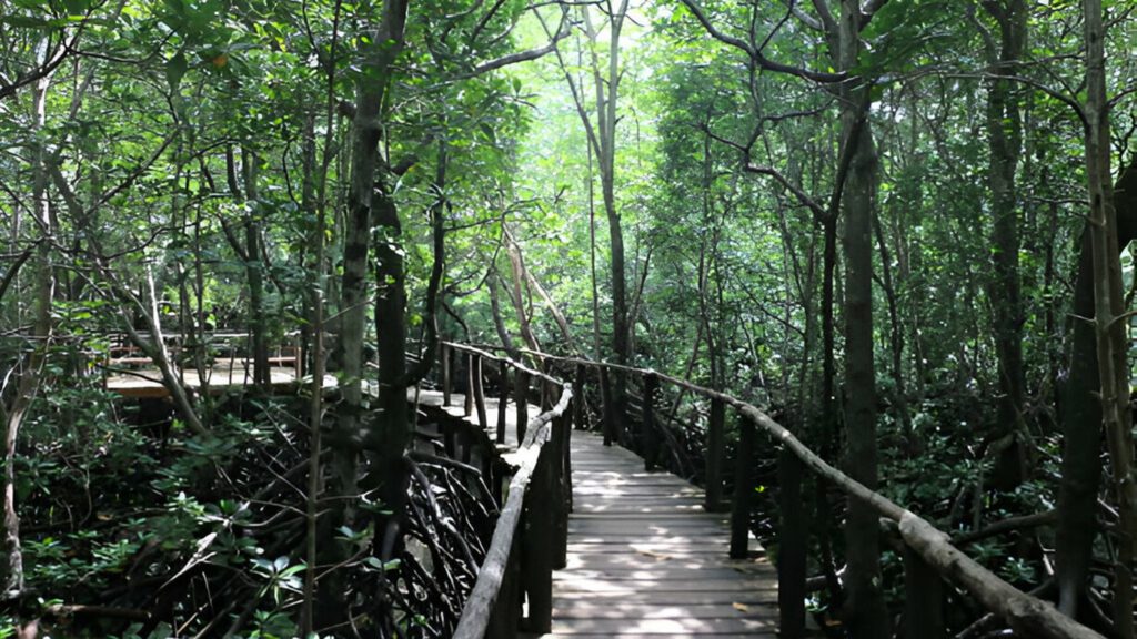 Jozani Chwaka Forest