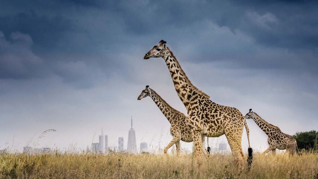 Nairobi City from Nairobi National Park