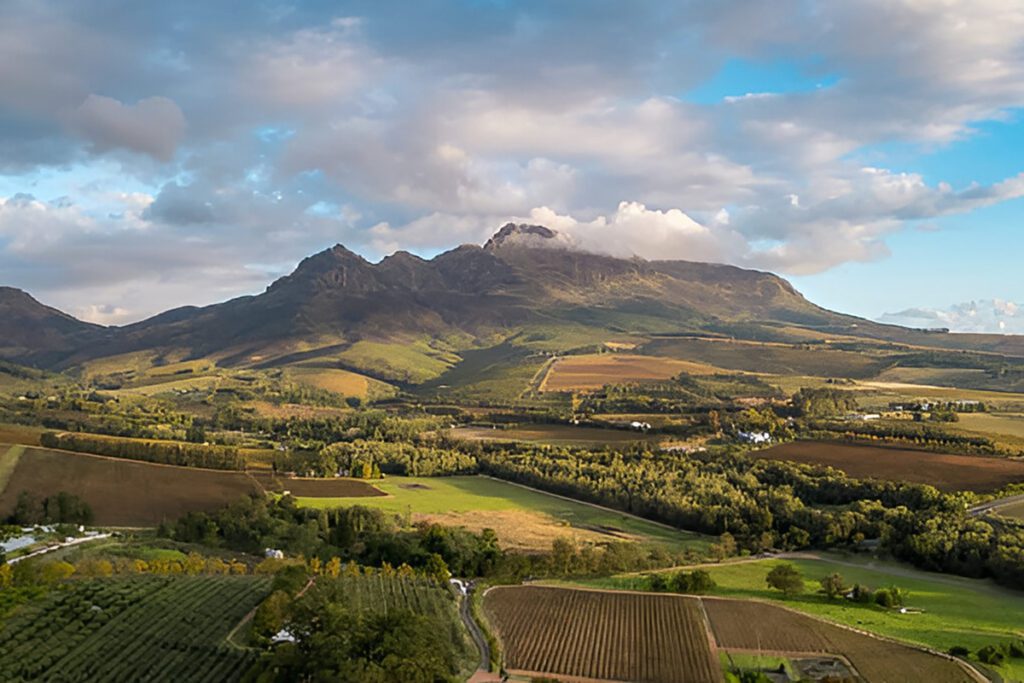 Vineyard landscape in Stellenbosch
