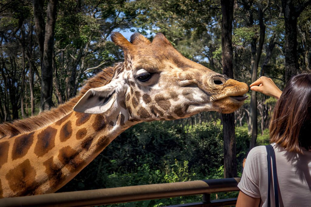 feeding a giraffe at the giraffe center