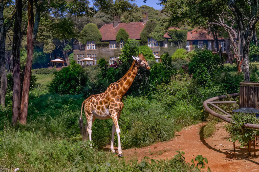 giraffe manor 2